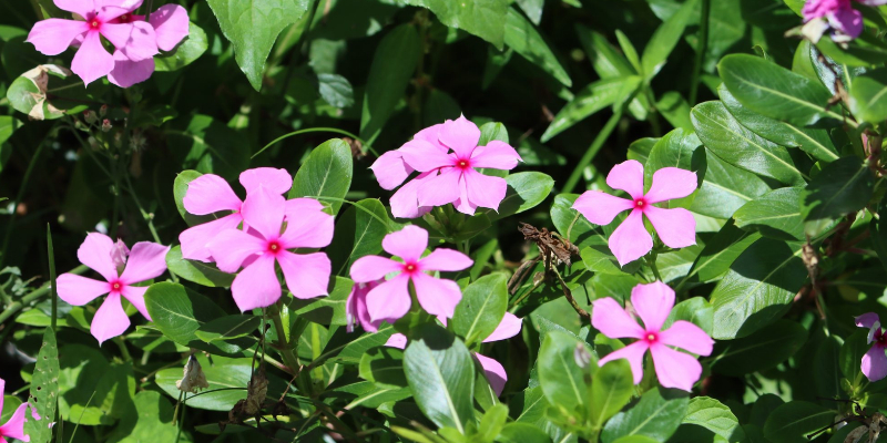 Pink Madagascar Periwinkle flowers and green leaves
